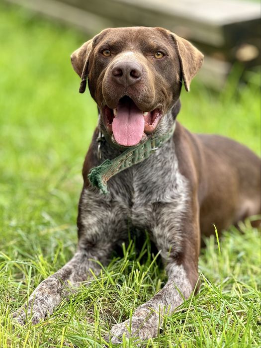 Курцхаар на вязку