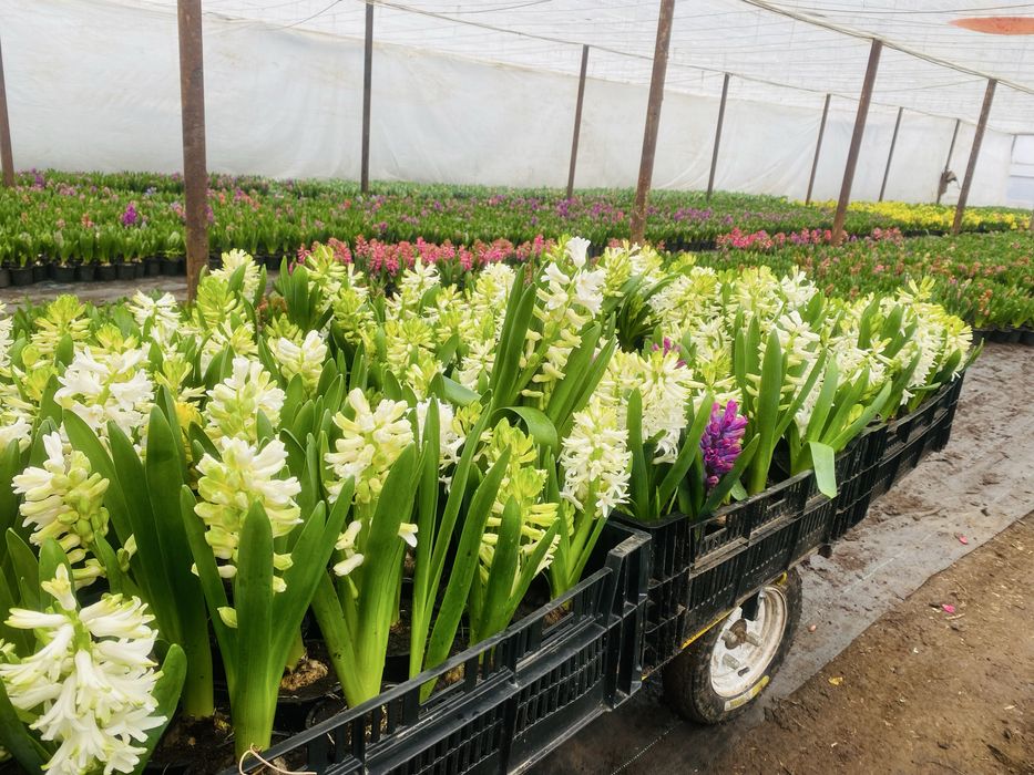 Flori Zambile 1-8 martie