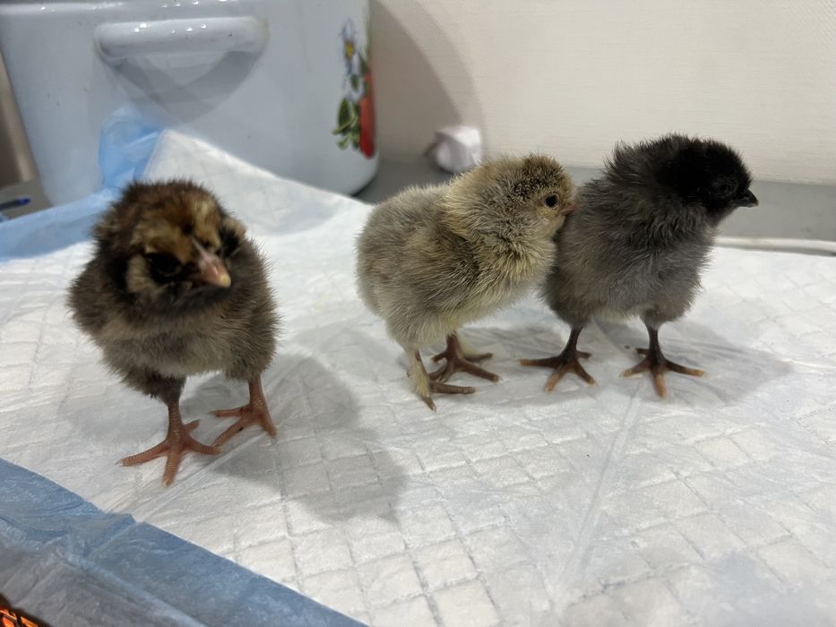 Цыплята домашние