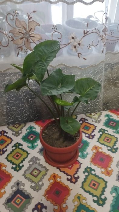 Сингониум или тропическая лиана