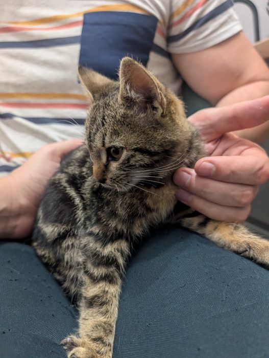 Adopție pisicuță superbă