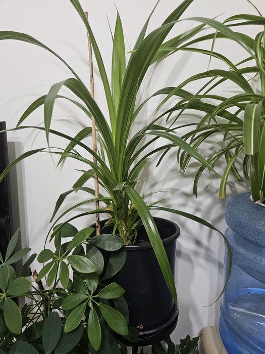 Продам комнатные цветы