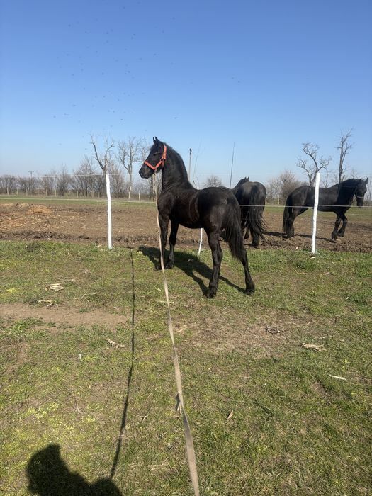 De vanzare manz friz