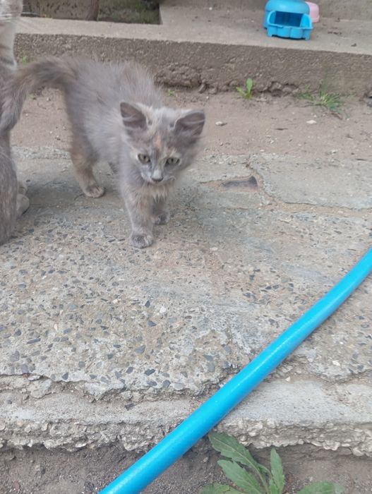 Малки котета момиче и момче