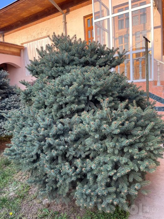 Seribriska archa