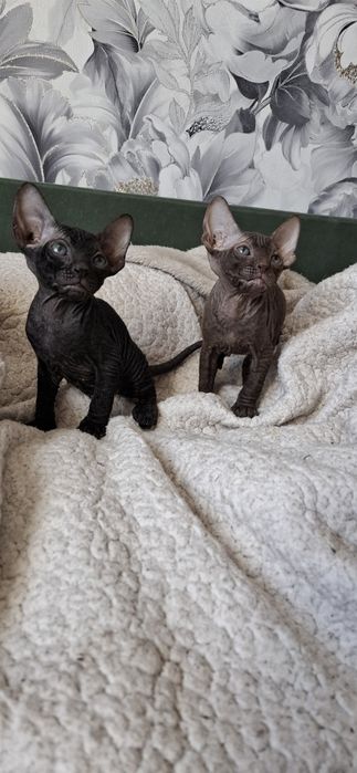 Канадский сфинкс котодетки