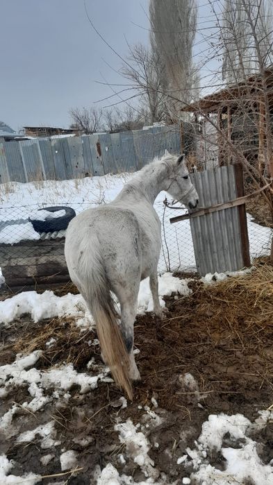 Буаз семіз бие сатылады