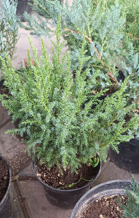Продам Можжевельники