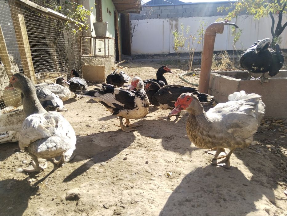 Индоуткалар сатылады Изумруд