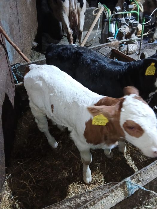 Vand 2 vitele belgiene