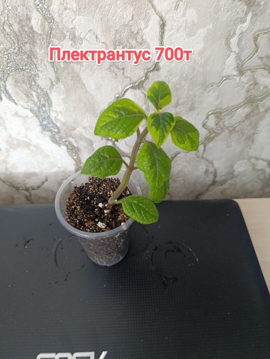 Комнатные растения кжби
