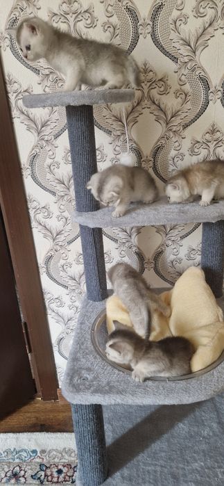 Mushuk scottish fold serebristaya shinshilla. Серебристая шиншилла кот