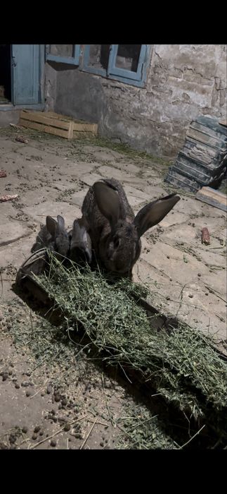 Flander quyonlar sotiladi