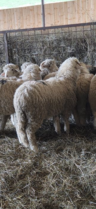 Vând  Berbecuți Băli !