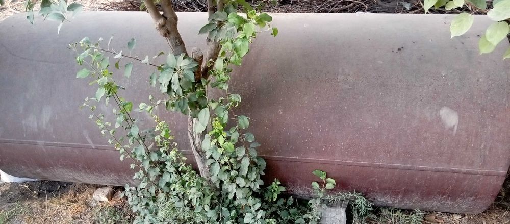 Sotiladi  uzunligi 3 metr diametri 120 metr