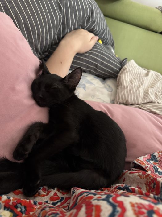 Котенок ищет семью