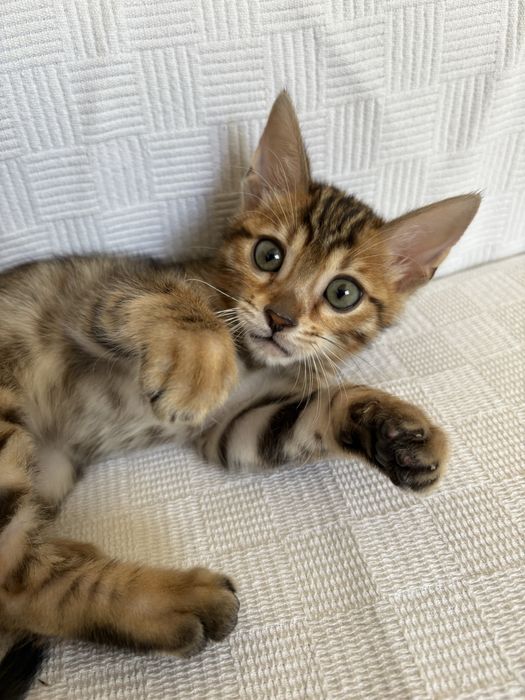 Красивый  котенок леопарды бенгалы