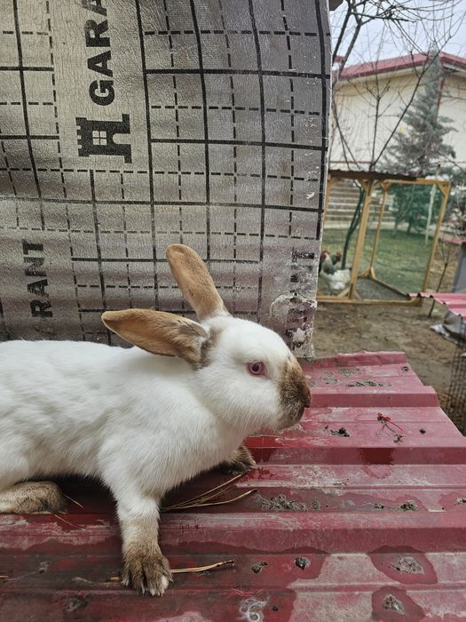 Кролики калифорнийские