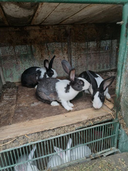 iepuri hycol francez