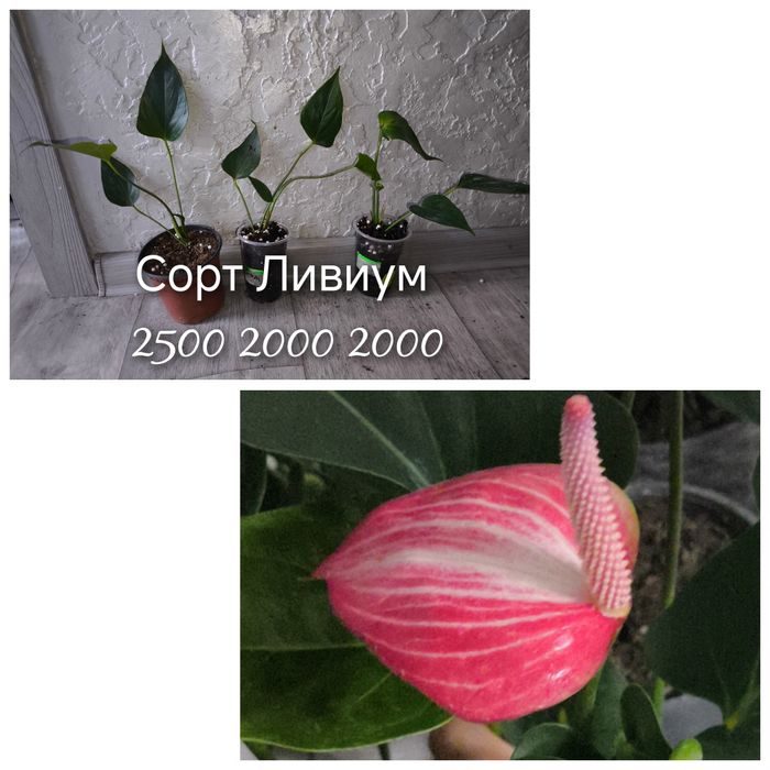 Мужское счастье антуриум