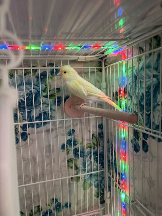 Продам самку канарейки