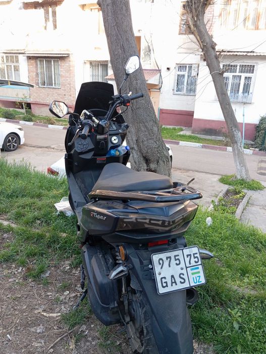 GST Tiger Yilli 2024