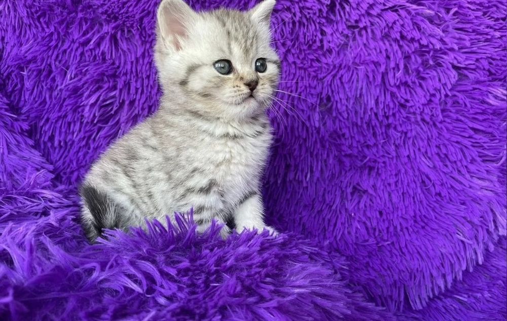 Мальчики и девочки 1.5 мес