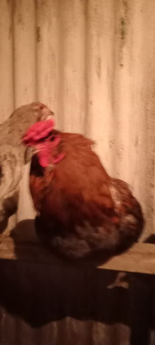 Продам яйца амераукана зелёные