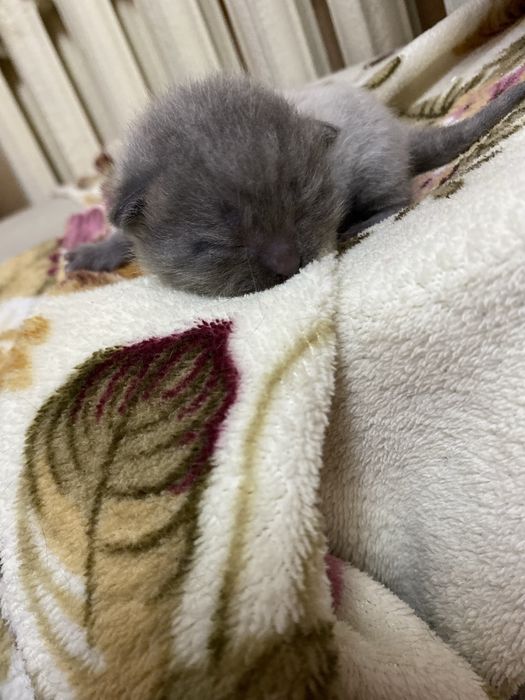 Продаются пародистые котята