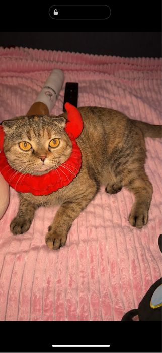 Кошечка на вязку