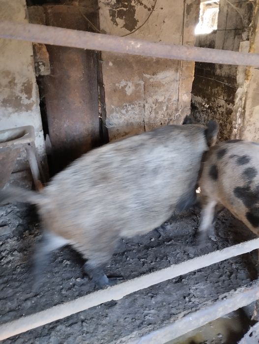 Продам хряка дикий