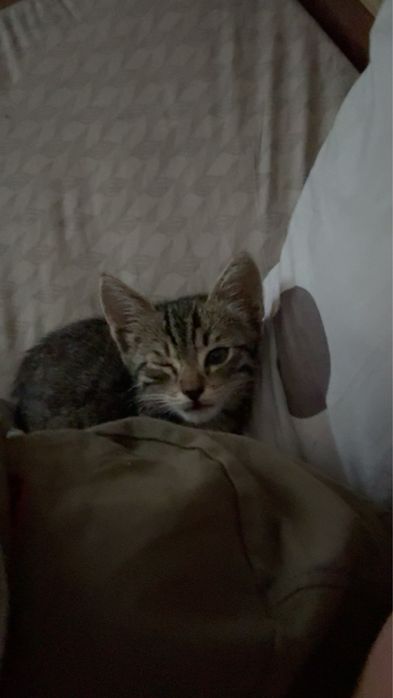 pisicuta spre adoptie!!