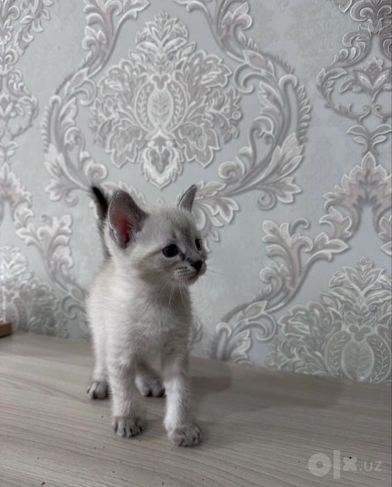 Котята Невская Маскарадная
