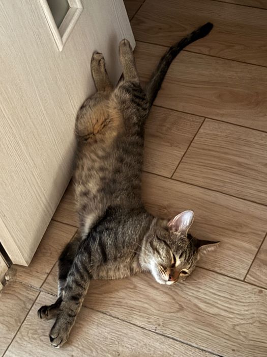 Отдам кота в добрые руки