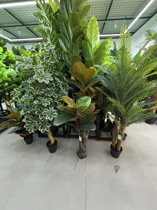 Gullar bo’yi 1,80 m dan 2,1 metr gacha