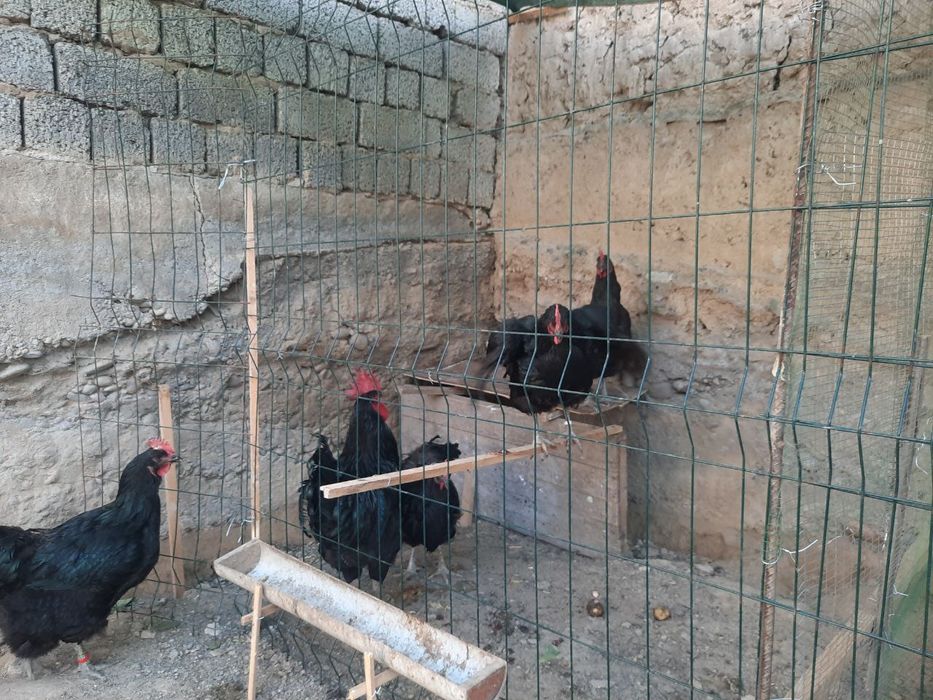 Кора шахзода тозаси