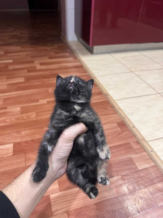 котята великолепные