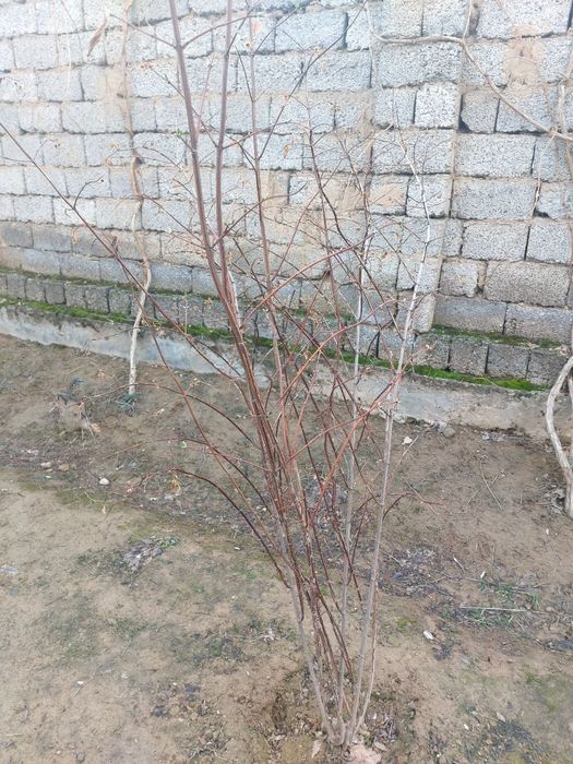 Jasmin gul продаётся жасмин