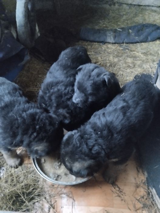 Щенки немецкой овчарки