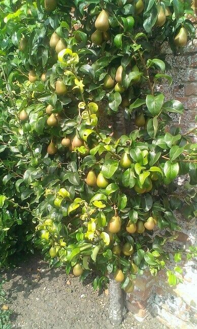 Саженцы Кошет туя туй смарагд