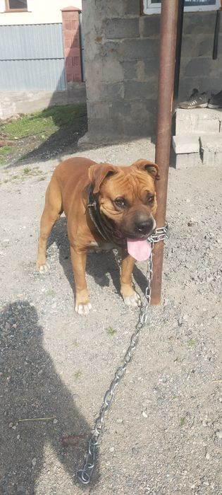 Продам кобеля немецкий боксер