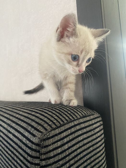Отдам котенка девочеку в добрые руки