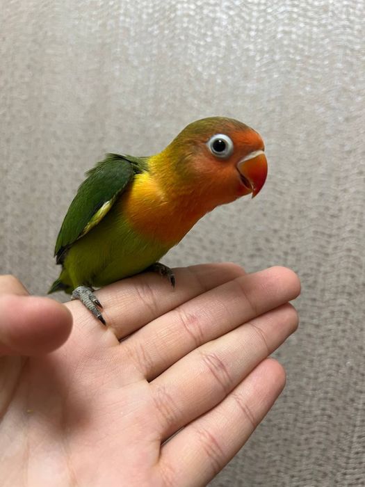 Продаются ручные неразлучники