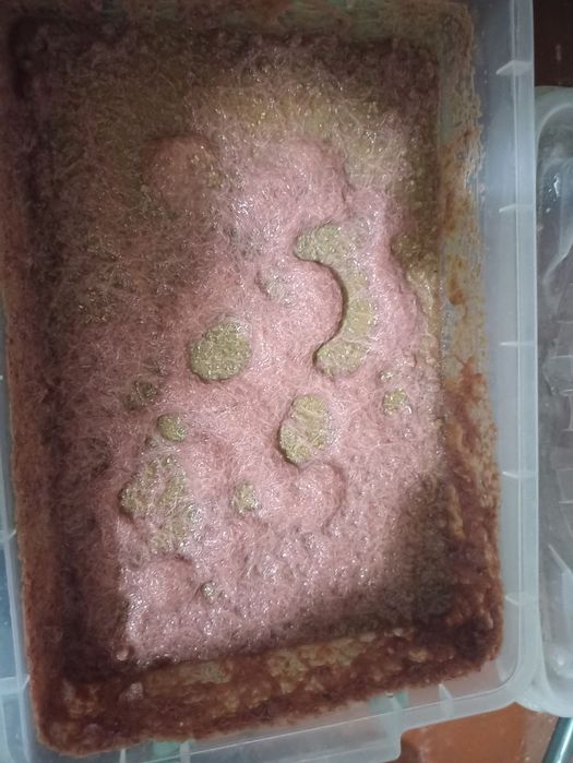 Культура Изи-трубочник