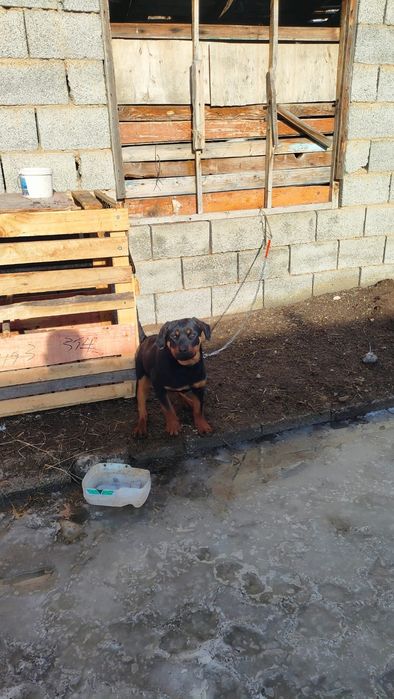 Продам Ротвеилера 7 мец