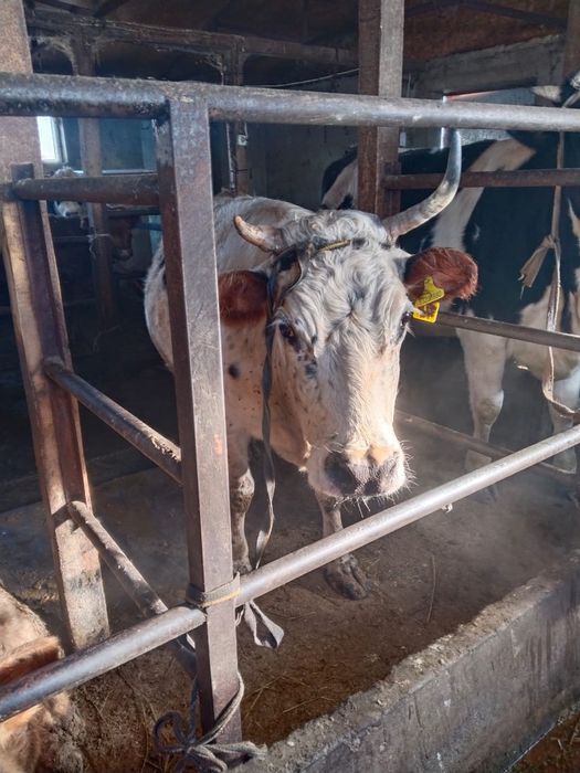 Все  доятся все стельные