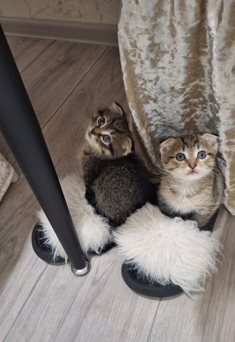 отдам котят скоттиш-фолд