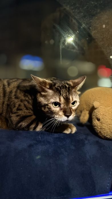 Продам Бенгальского кота