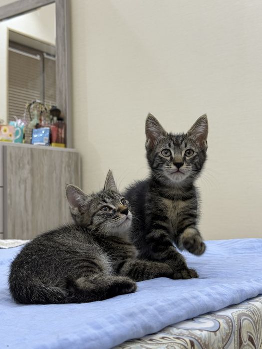 Котята пристраиваются в добрые руки