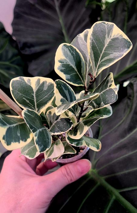 Фикус альбомаргината , блек даймонт